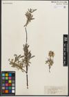 Foto von Salix petiolaris Sm.
